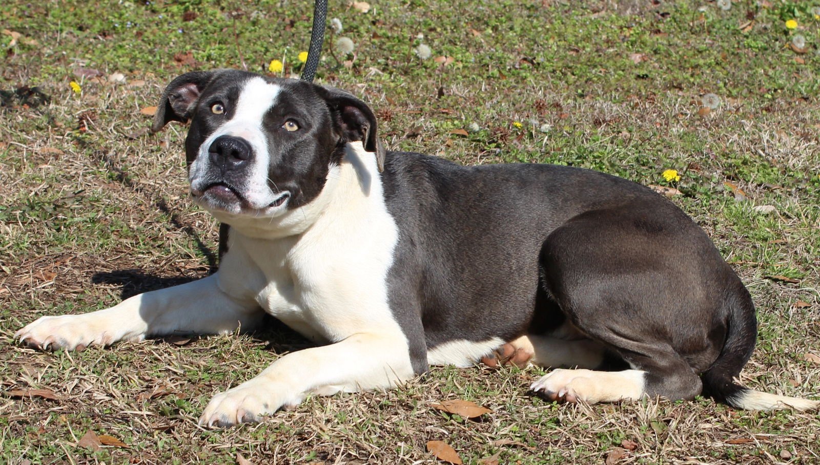 Piper 43131 - Photo 4