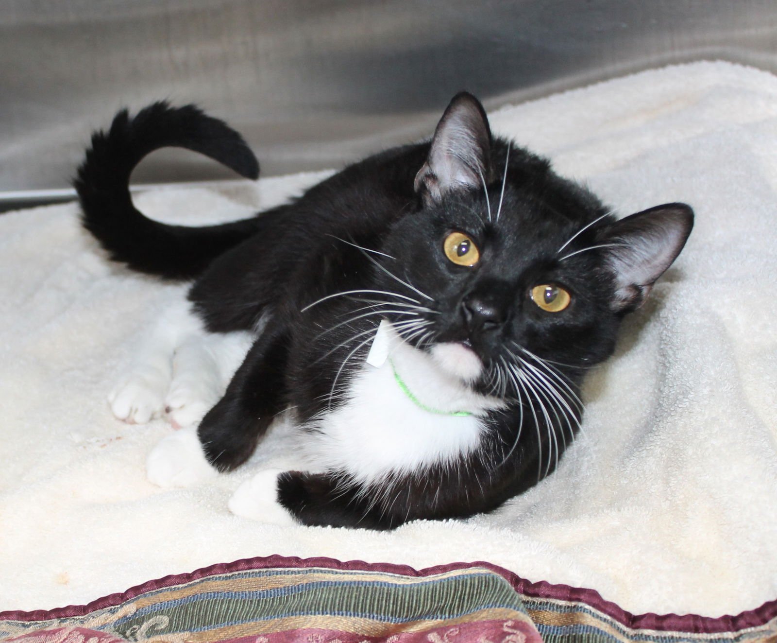 KLAUS - 43027 - Domestic Short Hair available for adoption