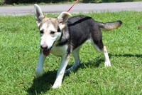 Lou 43436 - Photo 4