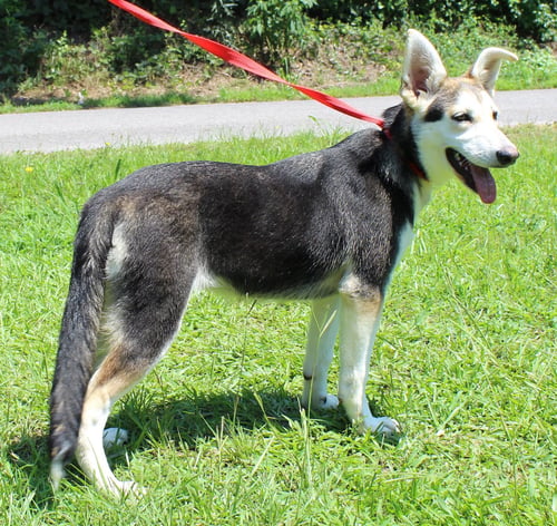 LOU 43436 - Husky available for adoption