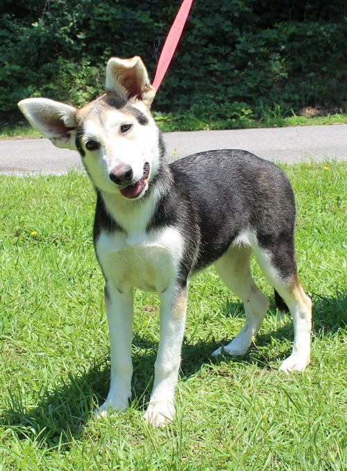 LOU 43436 - Husky for adoption in Montgomery