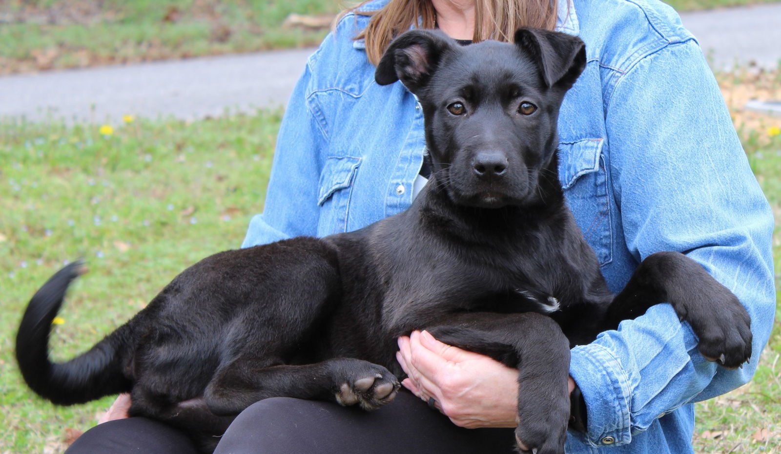 TINA 43202 - Black Labrador Retriever / Shepherd available for adoption