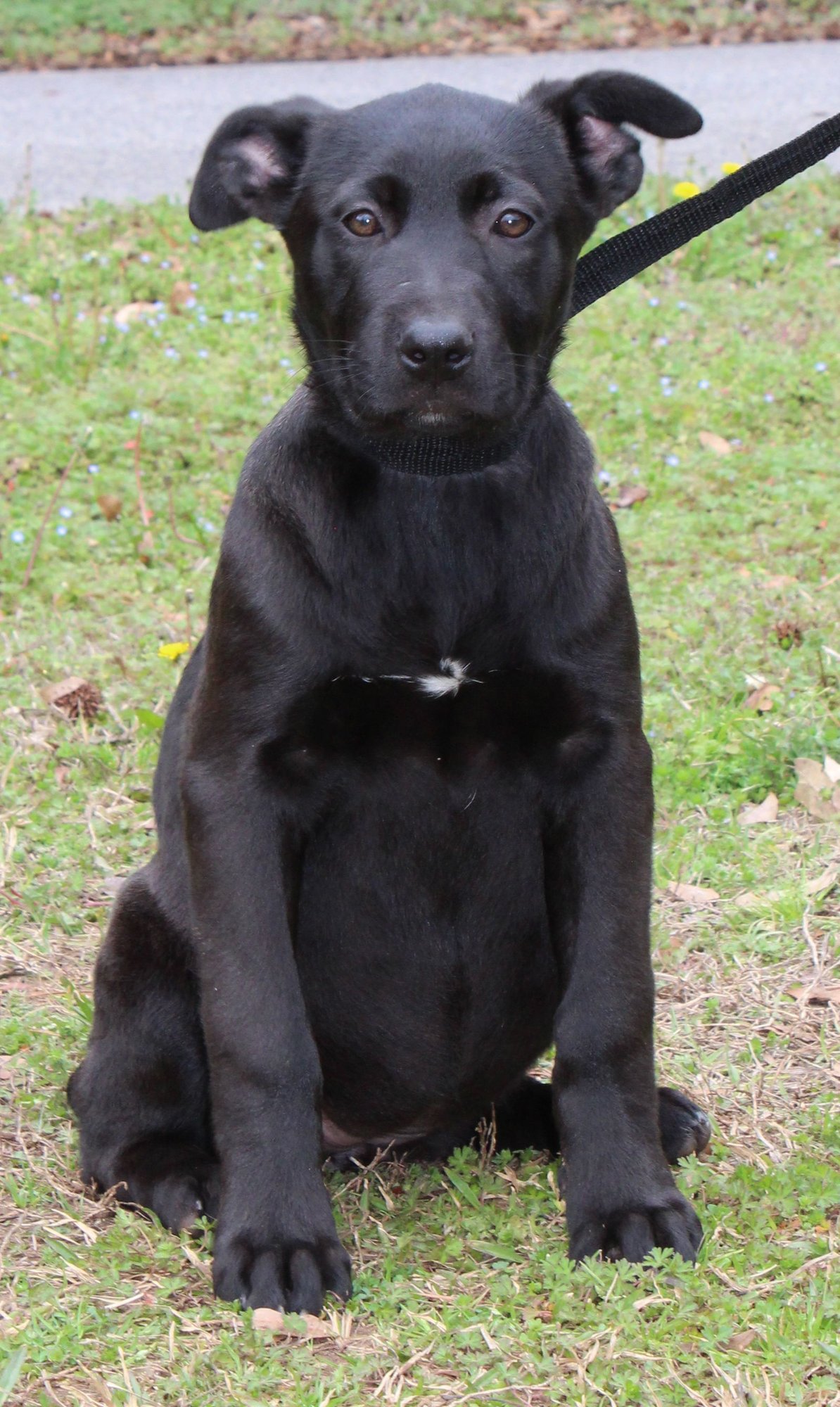 TINA 43202 - Black Labrador Retriever / Shepherd available for adoption