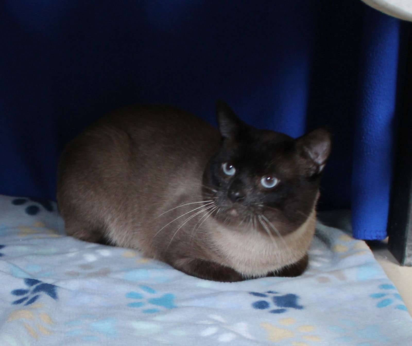 SIMON - 42897 - Domestic Short Hair / Siamese available for adoption
