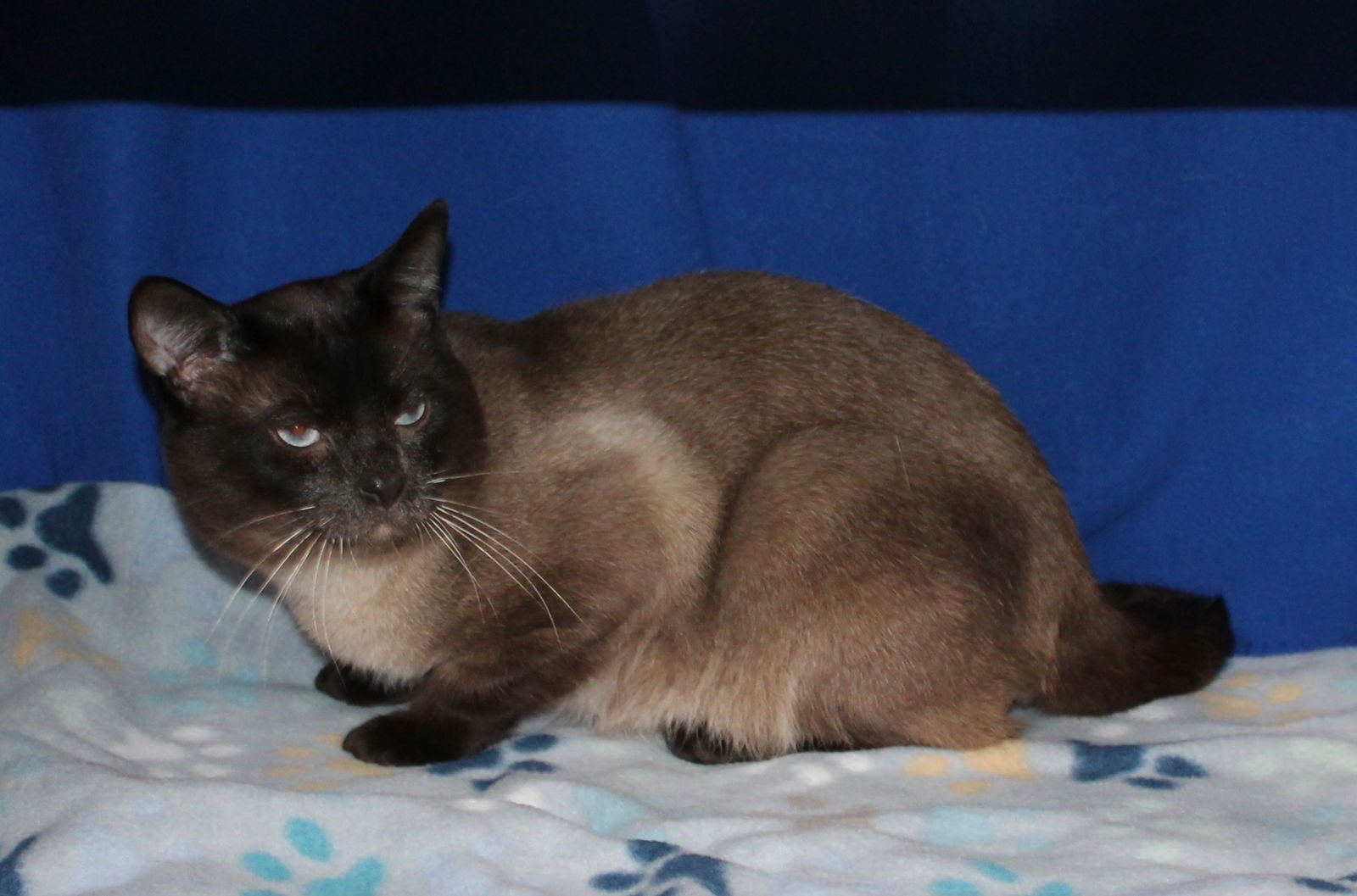 SIMON - 42897 - Domestic Short Hair / Siamese available for adoption