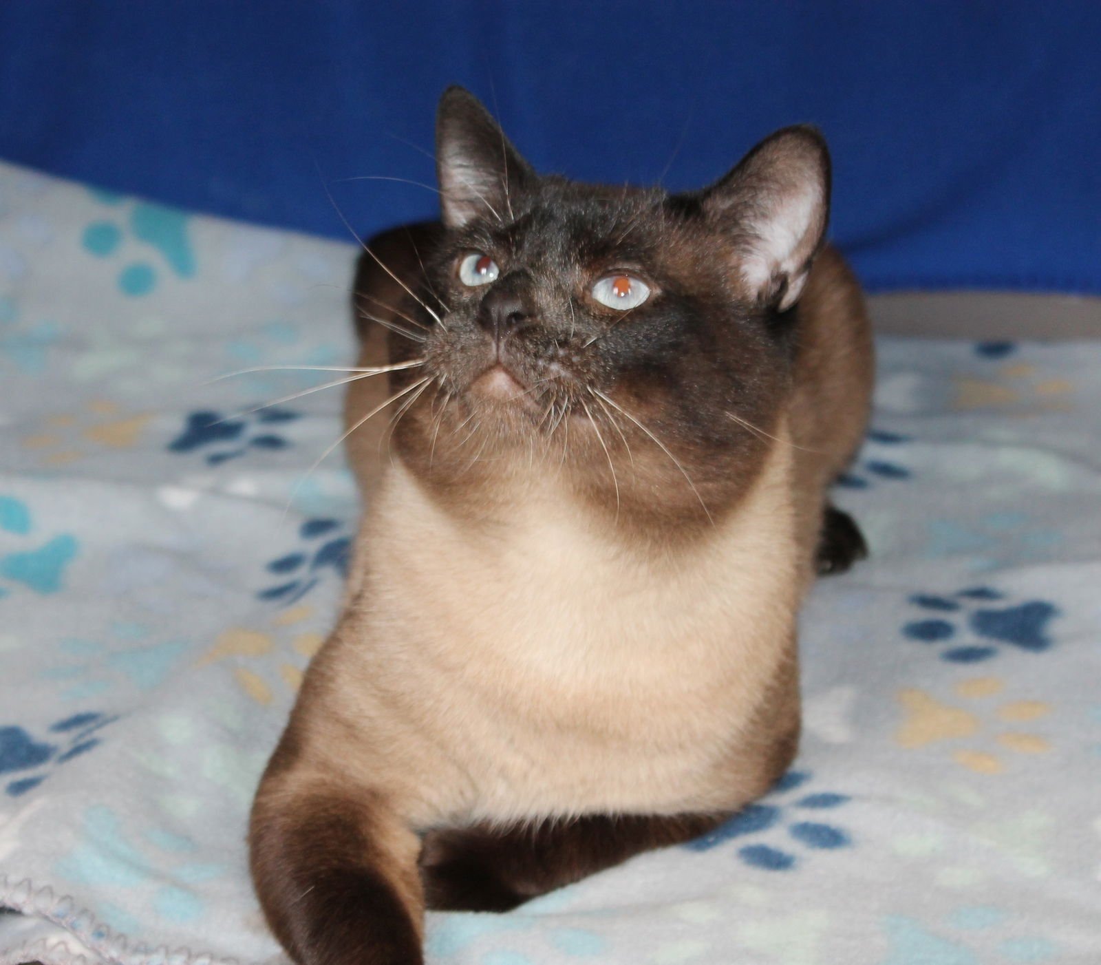 Simon - 42897 - Photo 3