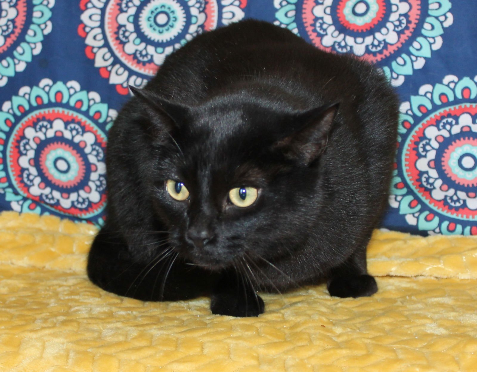 ZEUS - 43073 - Domestic Short Hair available for adoption