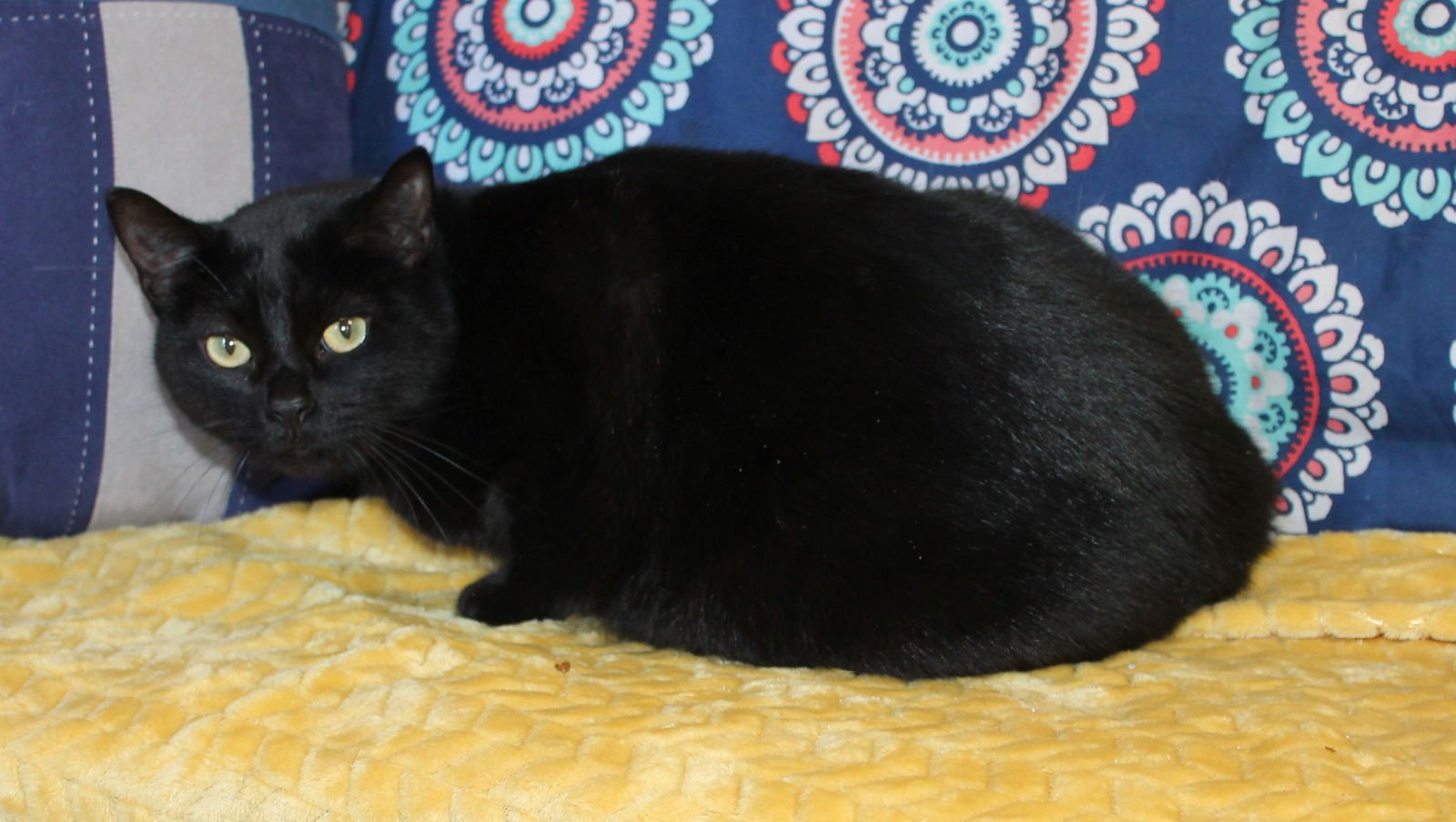 ZEUS - 43073 - Domestic Short Hair available for adoption