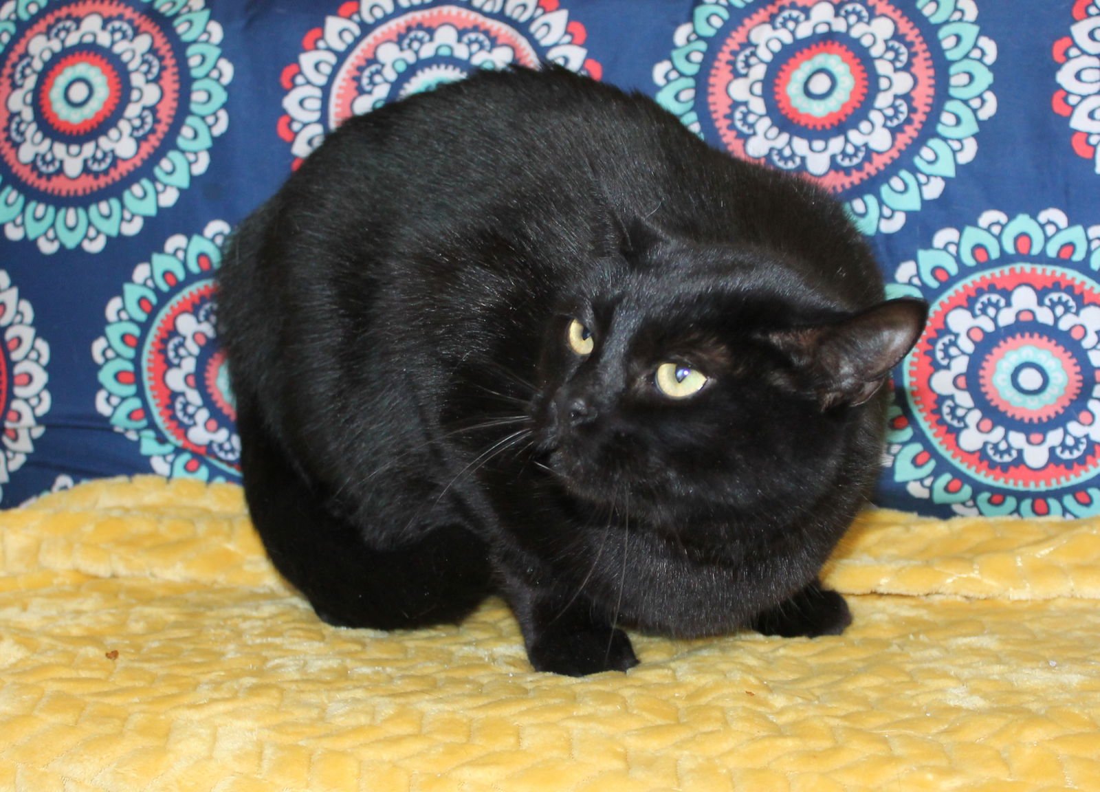 Zeus - 43073 - Photo 3