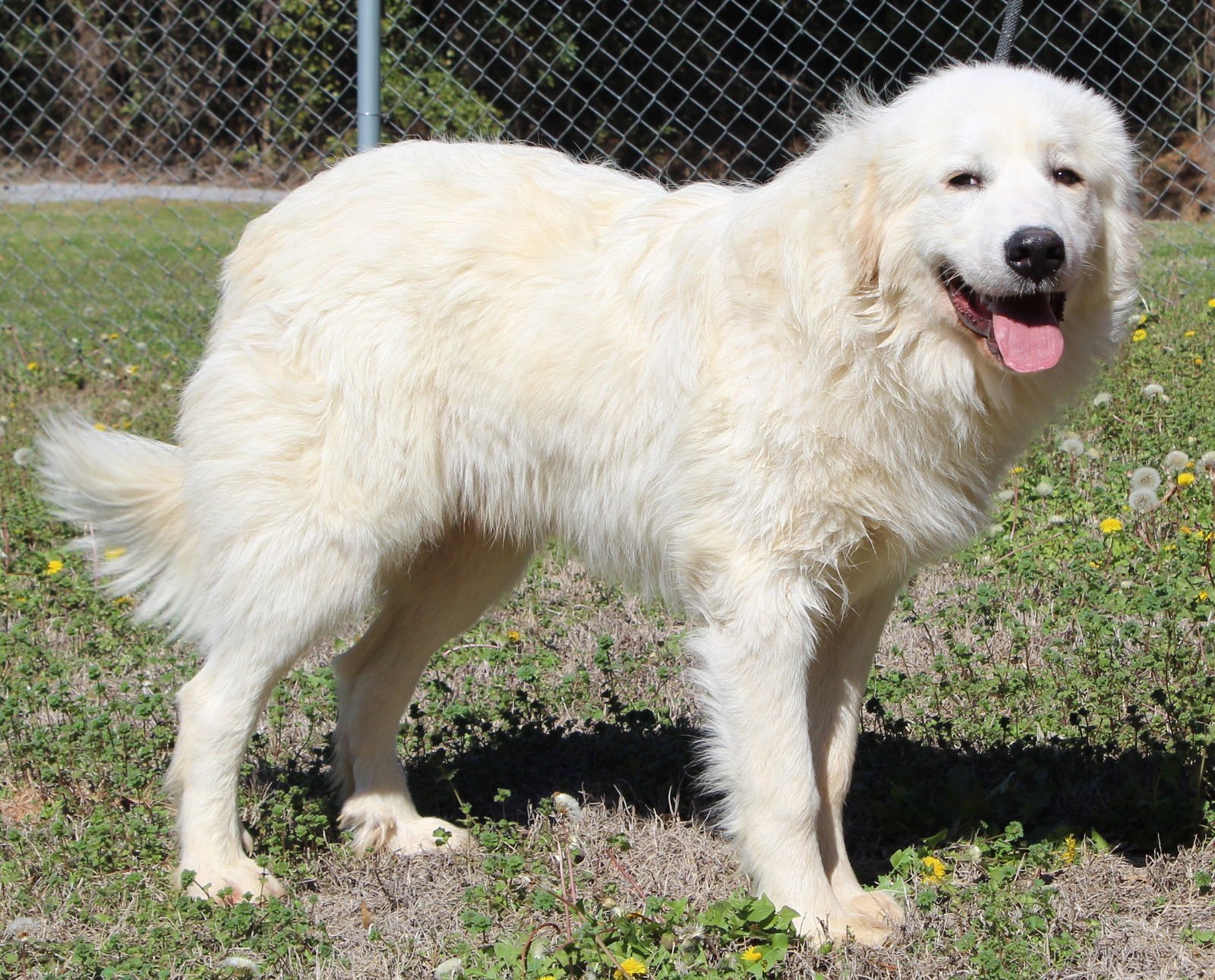 CASPER 43114 - Great Pyrenees available for adoption