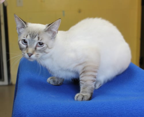 KOBE - 43328 - Siamese available for adoption