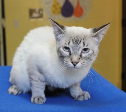 KOBE - 43328 - Siamese available for adoption
