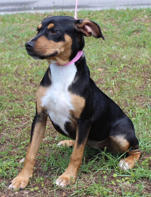 Daisy 43464 Image