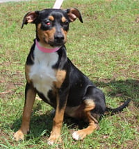 Daisy 43464 - Photo 2