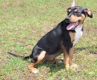 Daisy 43464 - Photo 3