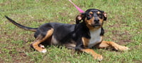 Daisy 43464 - Photo 4