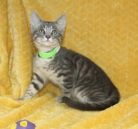 Kritter - 43701 - Photo 1