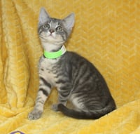 Kritter - 43701 - Photo 2
