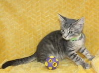 Kritter - 43701 - Photo 3