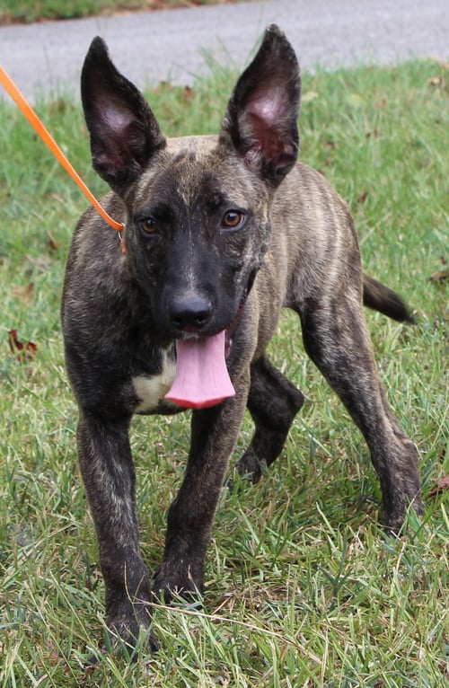 SHELBY 44149 - Belgian Shepherd Malinois for adoption in Montgomery