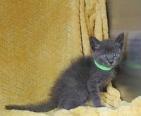 Conner - 43730 - Photo 2