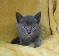 Conner - 43730 - Photo 3