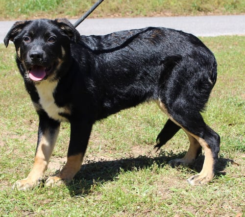 MARSHALL 43385 - Rottweiler available for adoption