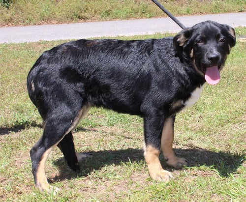 MARSHALL 43385 - Rottweiler available for adoption