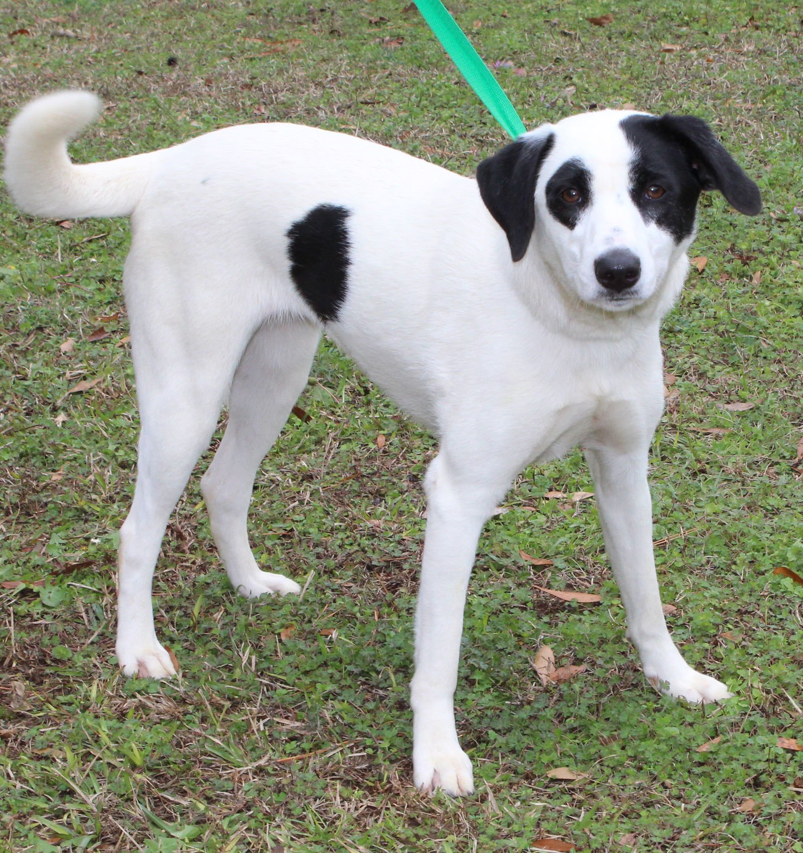 DODGI 43035 - Labrador Retriever available for adoption