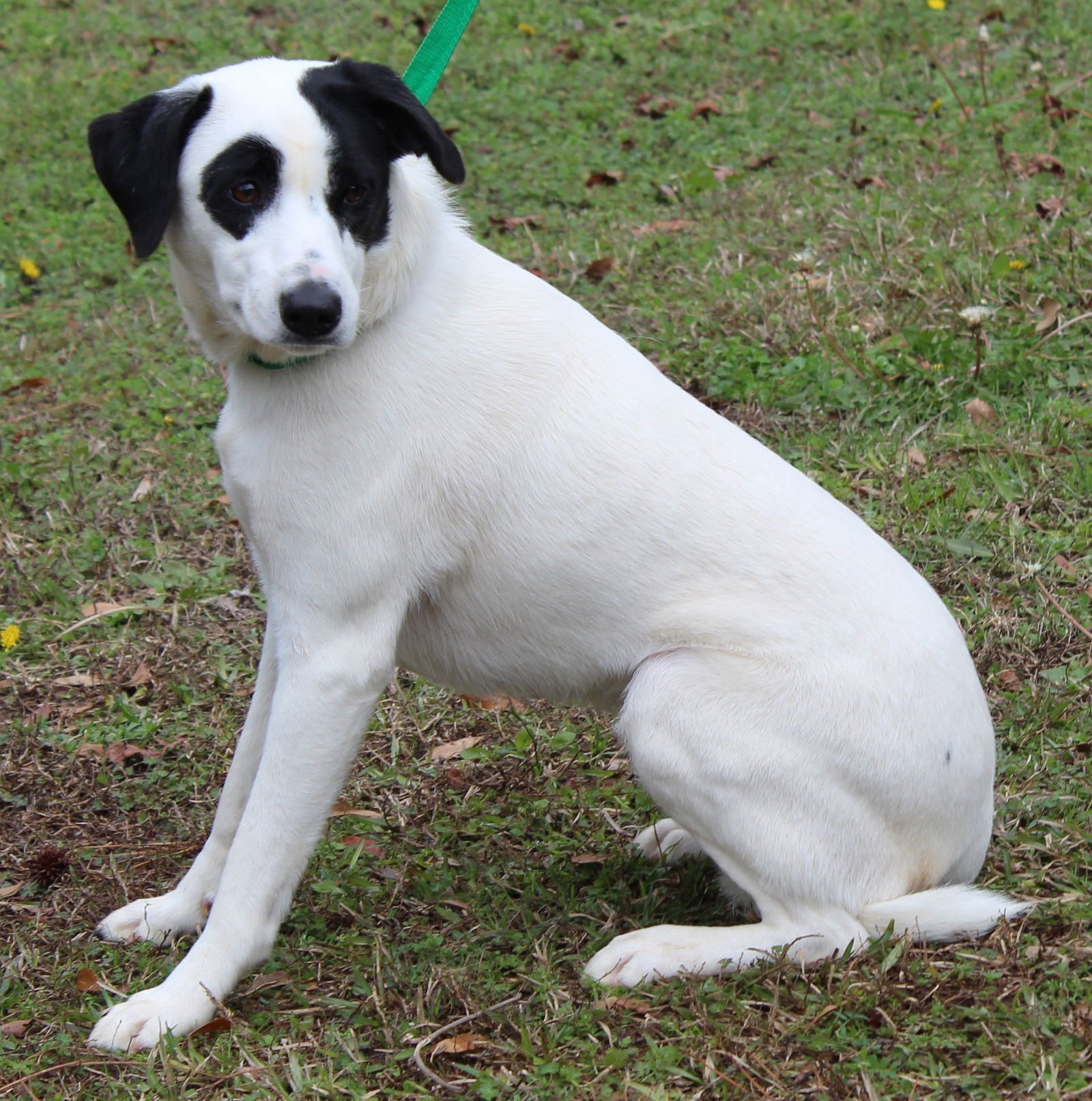 DODGI 43035 - Labrador Retriever available for adoption
