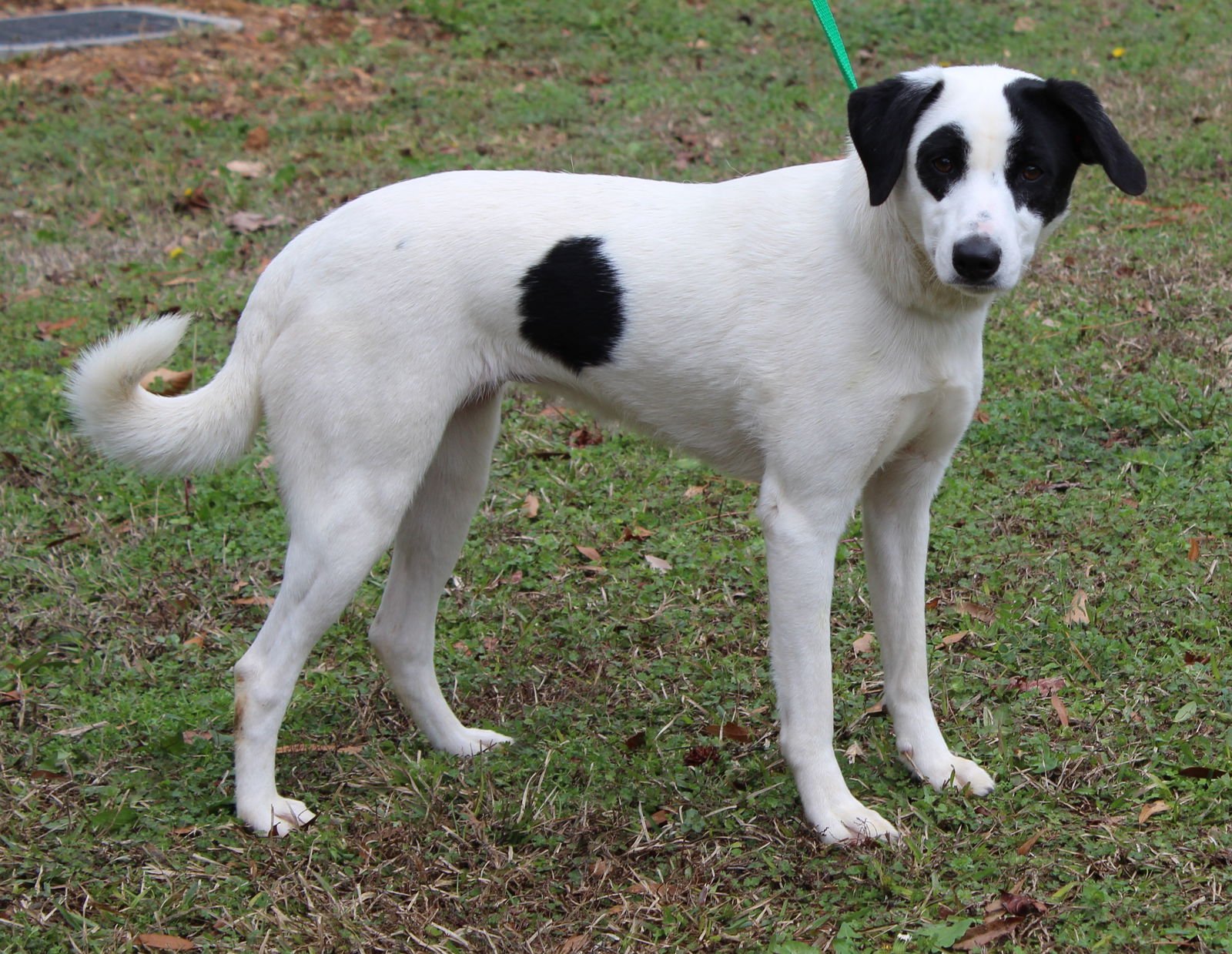 Dodgi 43035 - Photo 3