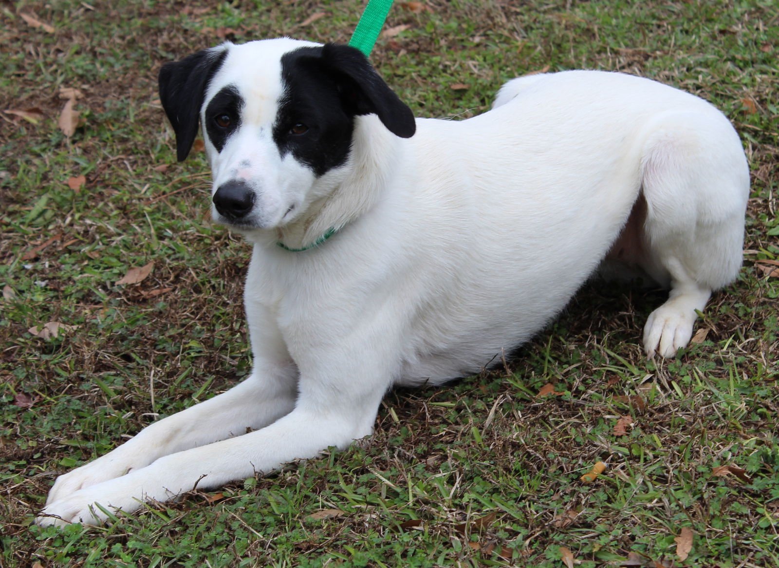 Dodgi 43035 - Photo 4