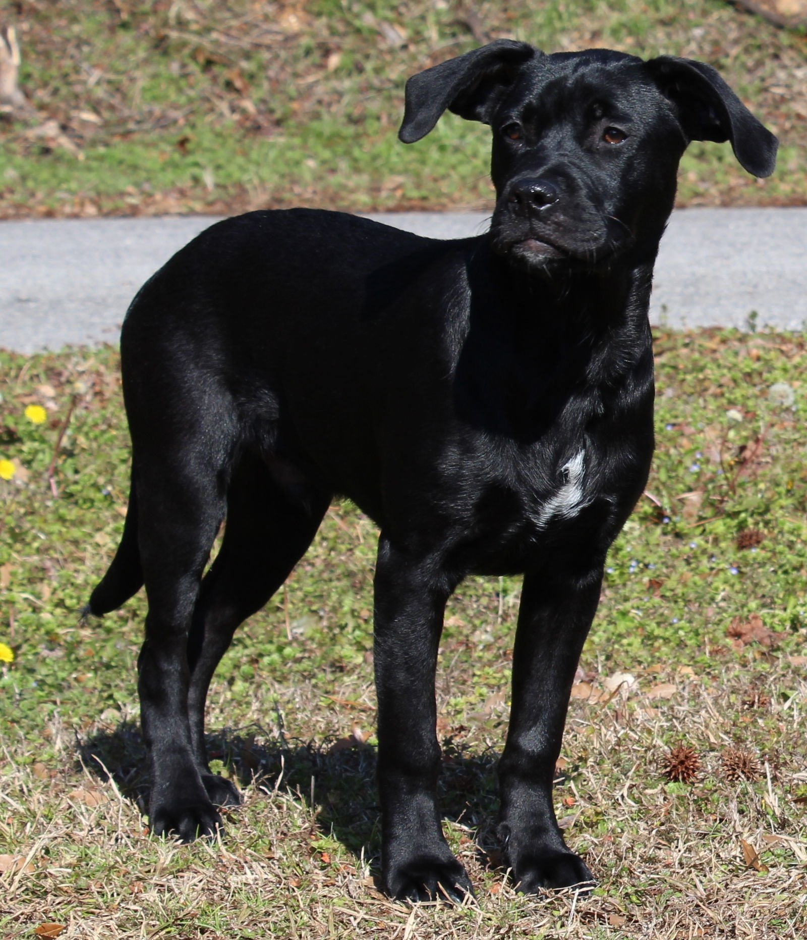 GENERAL (DG) 42519 - Black Labrador Retriever / Boxer available for adoption