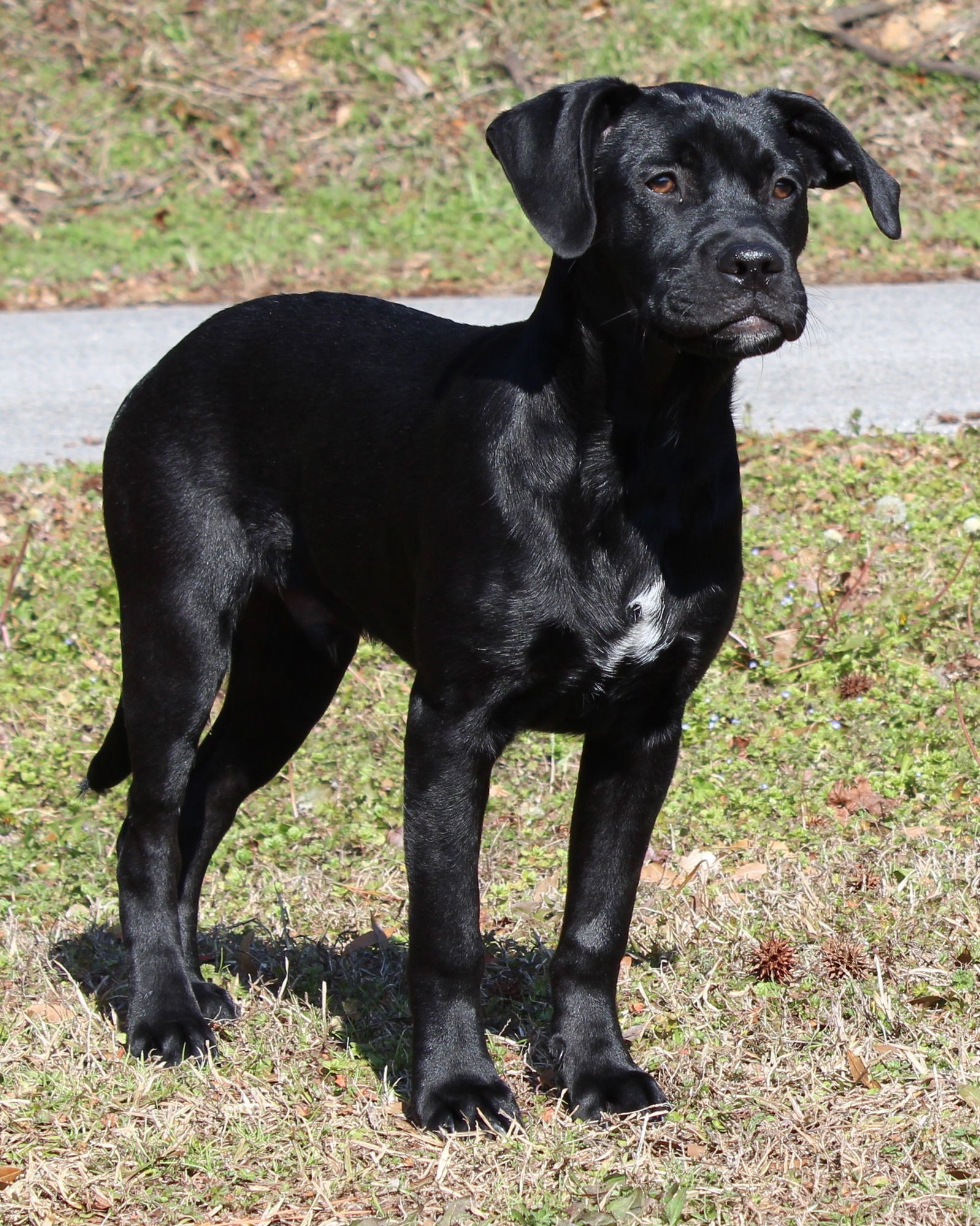 GENERAL (DG) 42519 - Black Labrador Retriever / Boxer available for adoption