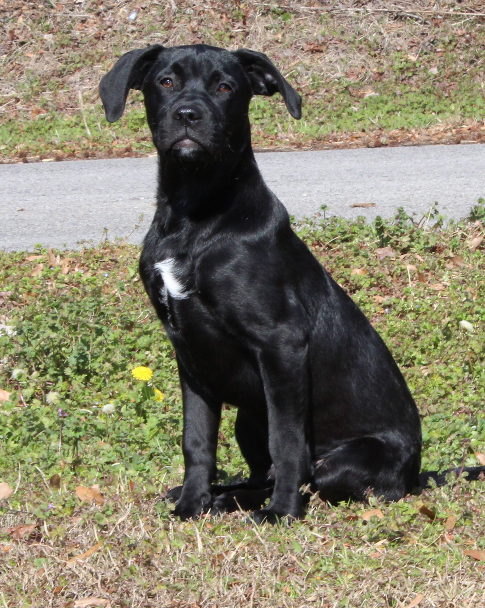 General (DG) 42519 - Photo 3