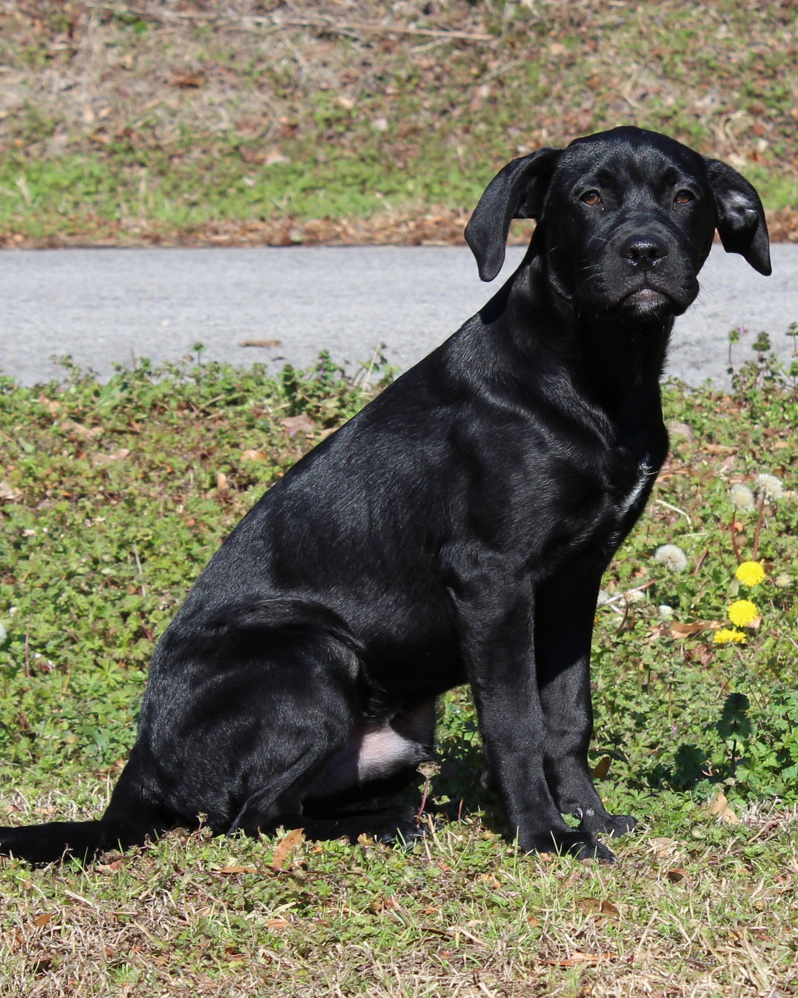 General (DG) 42519 - Photo 4