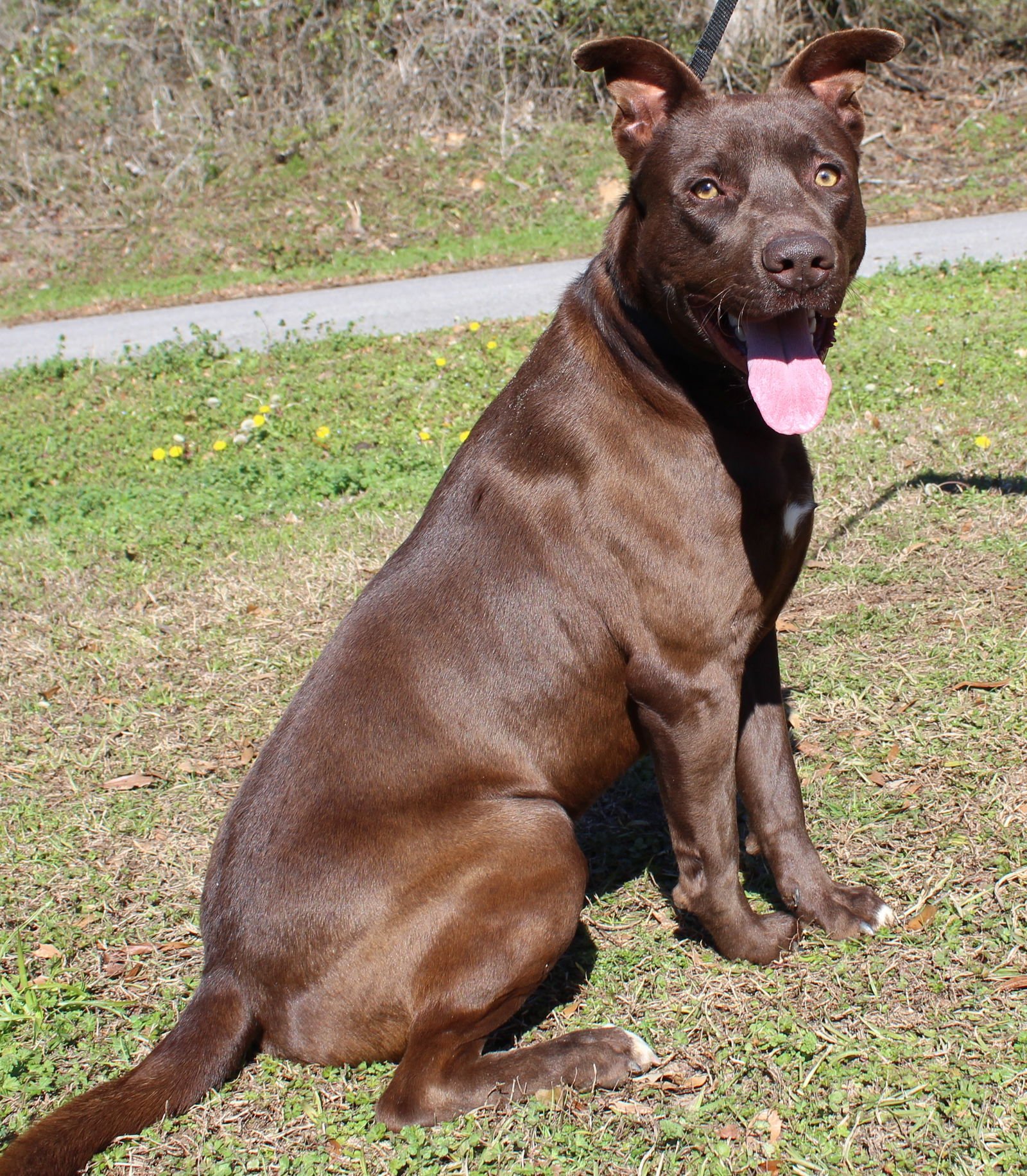 ROCKY 43076 - Labrador Retriever available for adoption