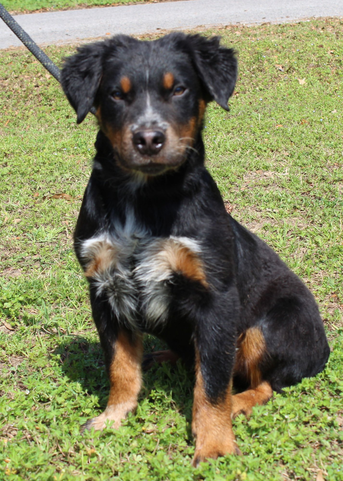 DR. PEPPER 43230 - Labrador Retriever / Australian Cattle Dog/Blue Heeler available for adoption