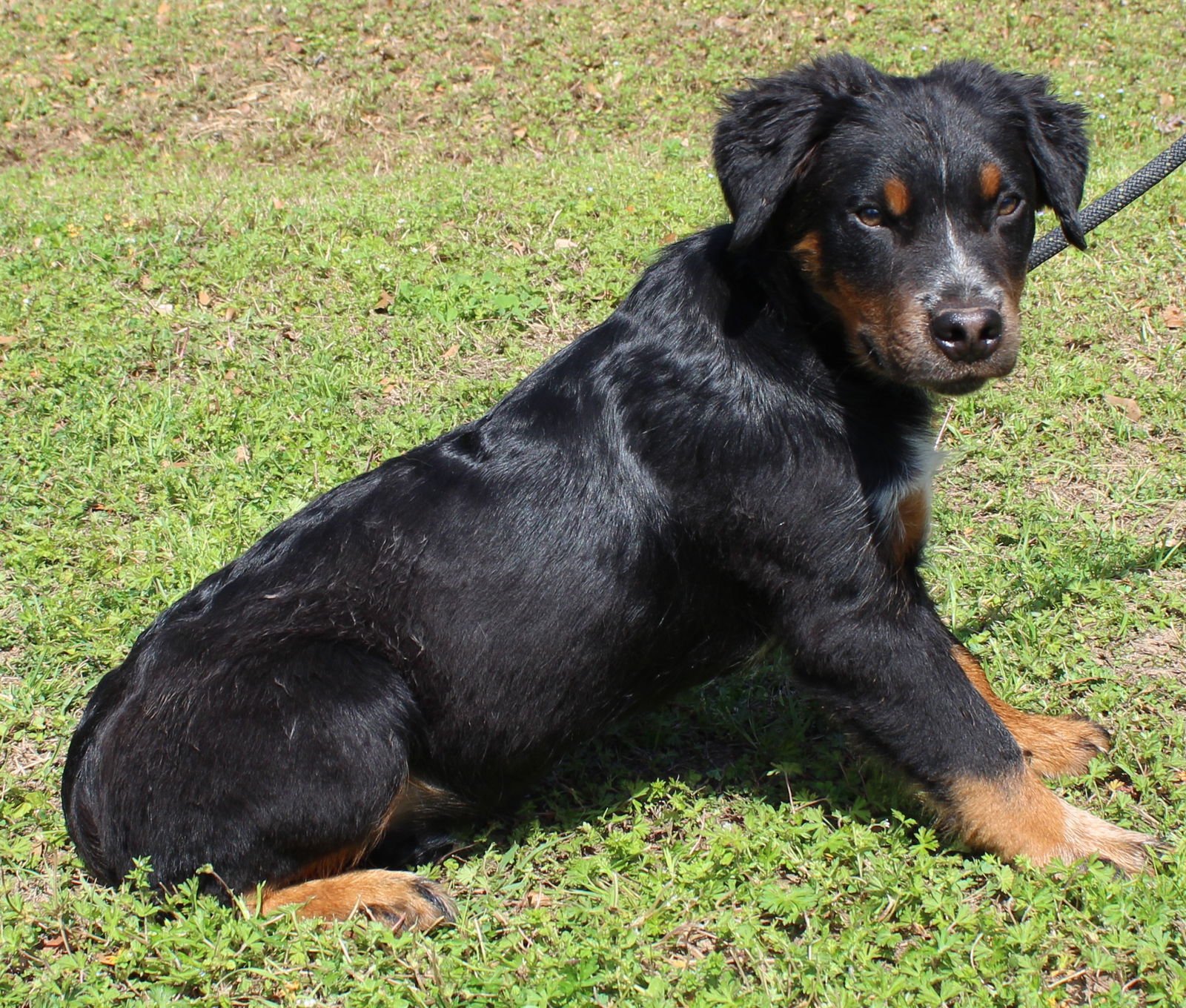DR. PEPPER 43230 - Labrador Retriever / Australian Cattle Dog/Blue Heeler available for adoption
