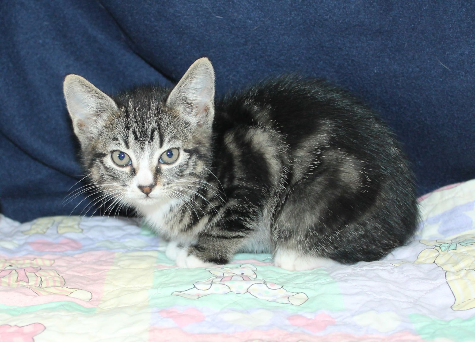 DOC HOLIDAY - 43213 - Domestic Medium Hair / Tabby available for adoption