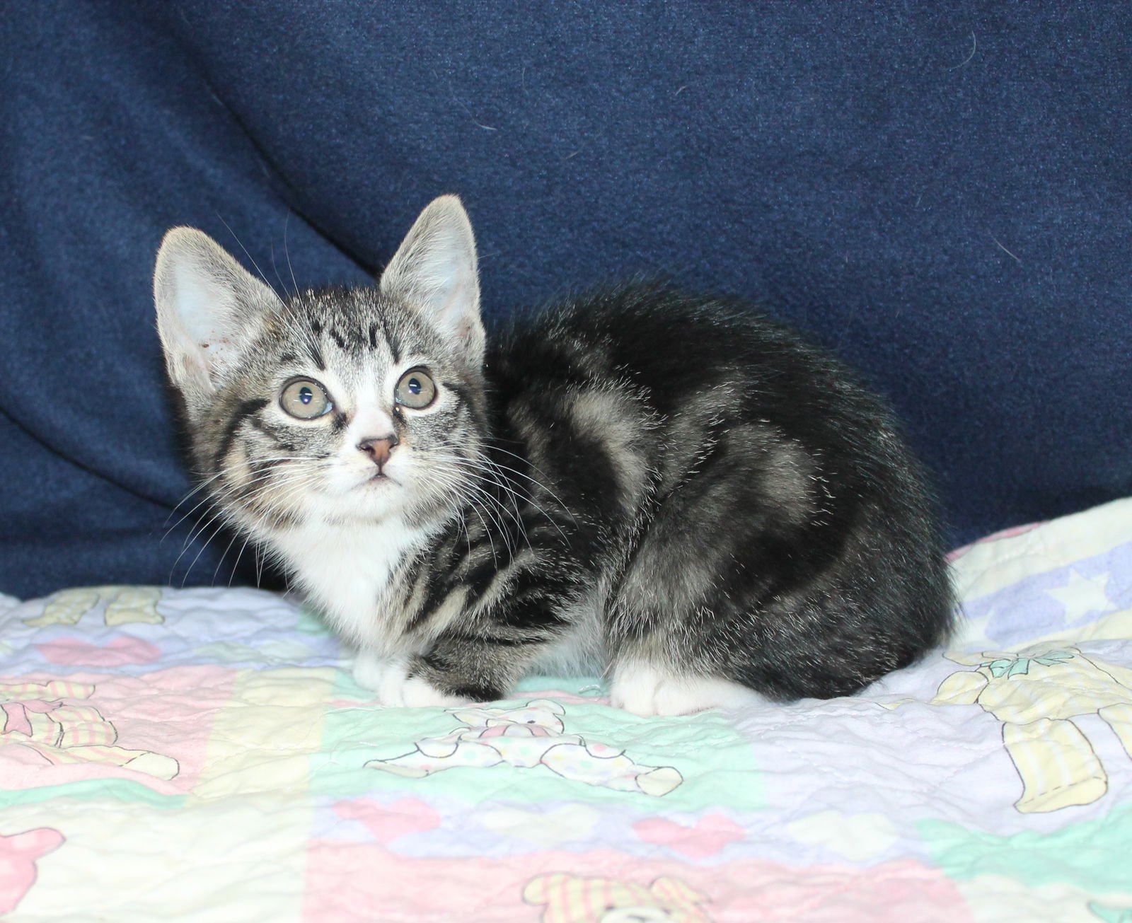 DOC HOLIDAY - 43213 - Domestic Medium Hair / Tabby available for adoption