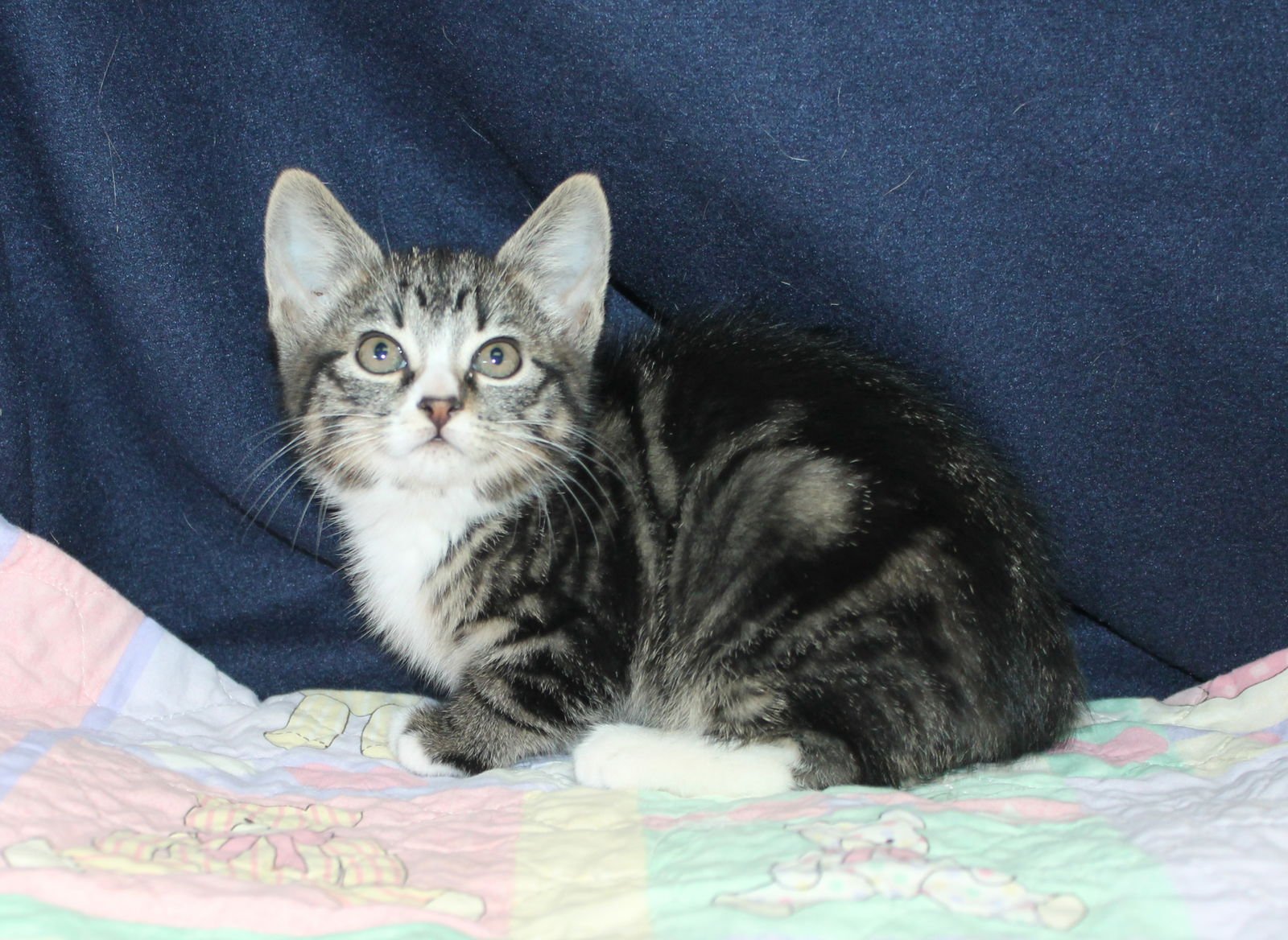 Doc Holiday - 43213 - Photo 3