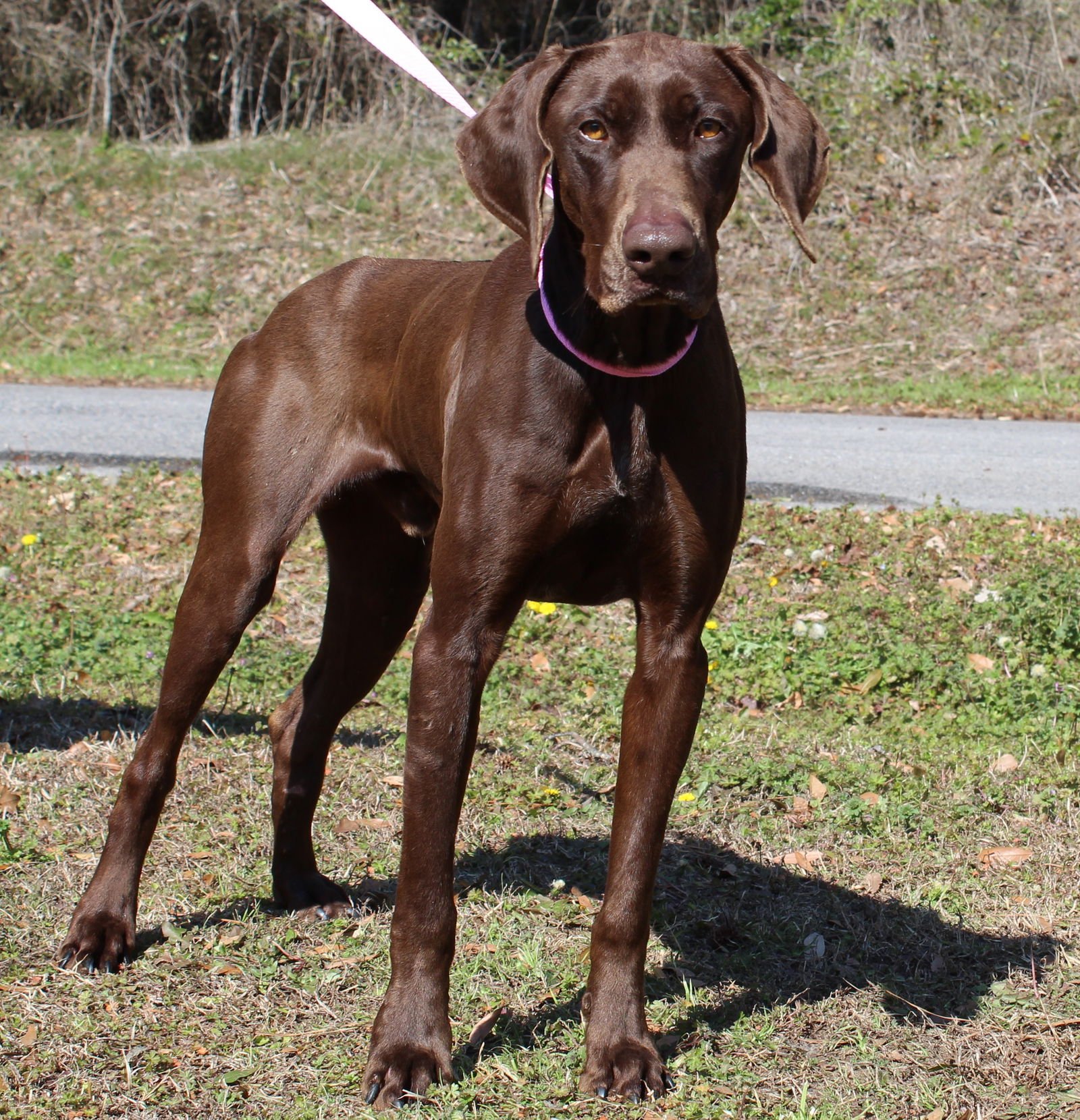 WALKER 43133 - Weimaraner available for adoption