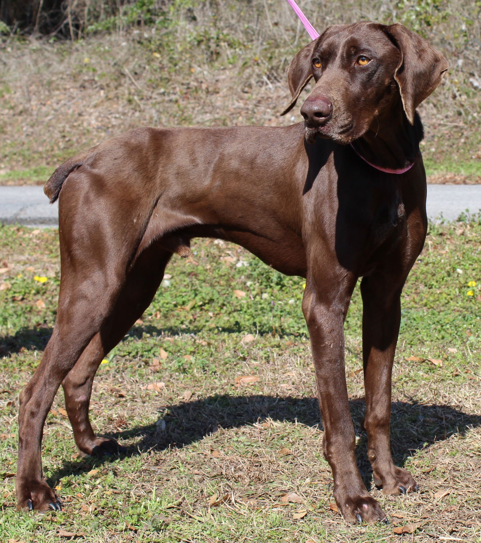 WALKER 43133 - Weimaraner available for adoption