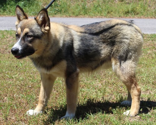 BOGIE 43419 - Australian Shepherd available for adoption