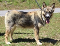 Bogie 43419 - Photo 4