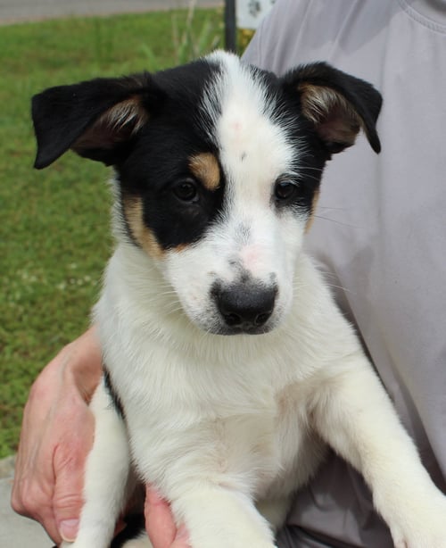GUNTHER 43374 - Australian Cattle Dog/Blue Heeler available for adoption