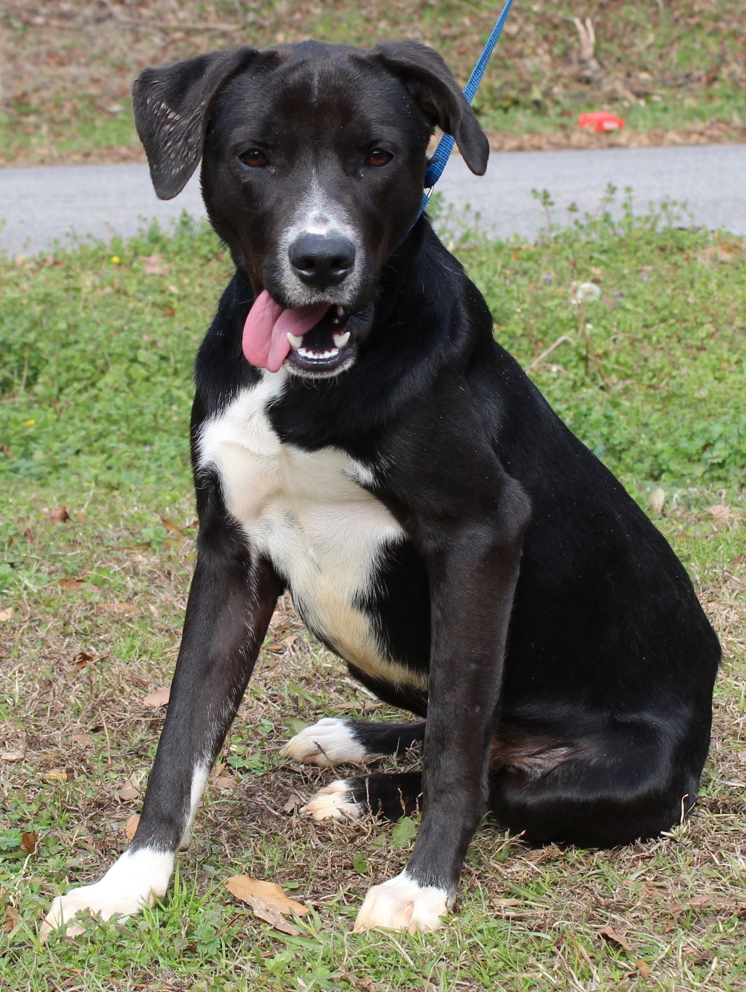 BAILEY 43039 - Labrador Retriever available for adoption