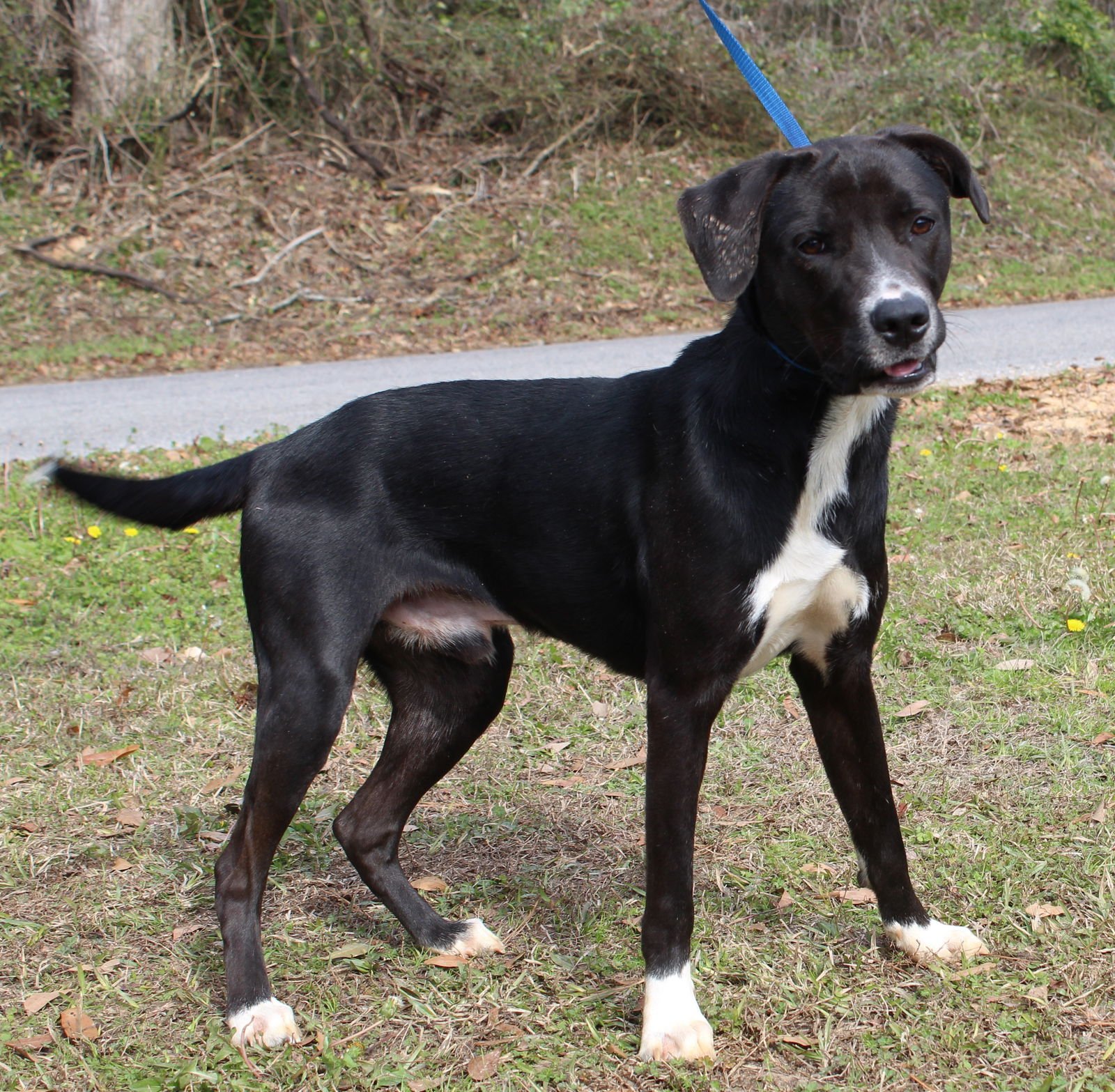 BAILEY 43039 - Labrador Retriever available for adoption
