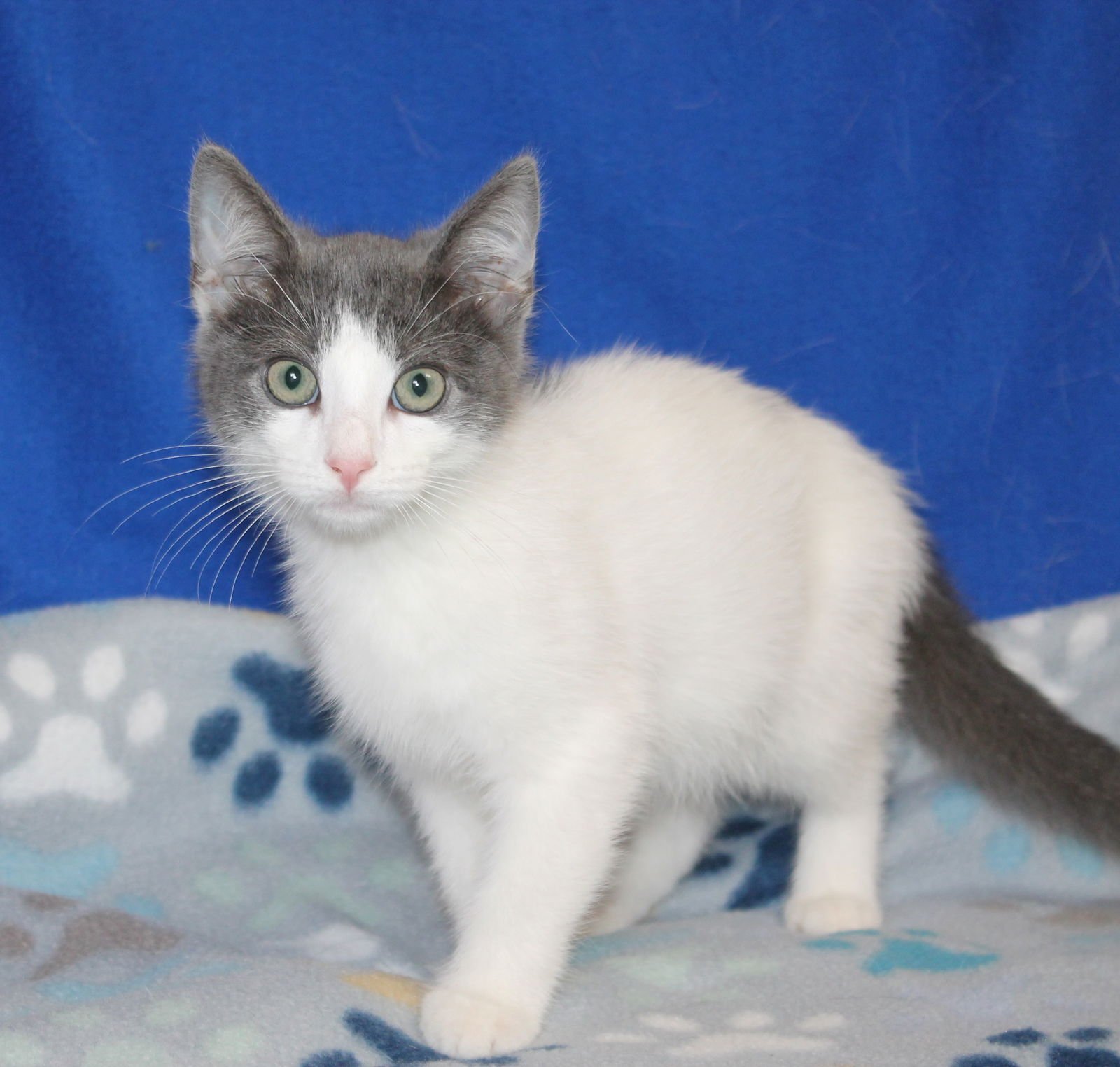 CHARLES - 43025 - Domestic Short Hair available for adoption